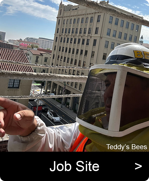 picture of teddys beekeepers performing bee removal at a jobsite. nav image